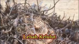 YMY Store  Stingless Bee Honey Kelulut. Pure Honey Giant B.