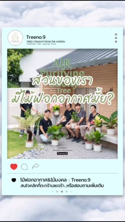 Treeno.9 T30 รวมไม้มงคล ไม้ฟอกอากาศ (Premium Tree) กระถางสวย พร้อมจาน ...