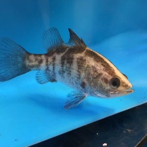 Freshwater Barumundi/Siakap Air Tawar/Ornamental fish/Freshwater/Readystock