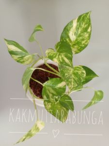 Live Pothos Money Plant