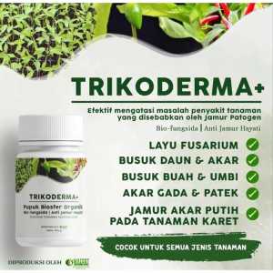 TRIMODERMA + LAYU FUSARIUM BUSUK DAUN & AKAR AKAR GADA & PATEK