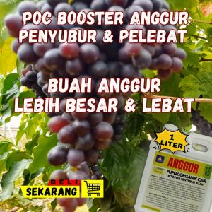Pupuk Cair Anggur Memacu Pertumbuhan /Pupuk Anggur Booster Cepat Berbuah Lebih Lebat Besar Dan Manis