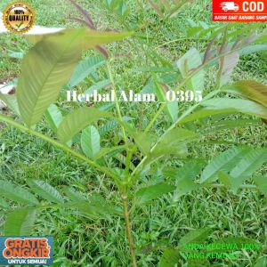 BIBIT POHON SUNGKAI DAUN SUNGKAI