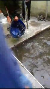 Umpan Amis Wangi: Umpan Mancing Praktis & Efektif
