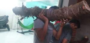 Củ bạc hà núi 10kg tang 1 kg mọc ở núi Cấm tự nhiên