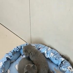 ที่นอนแมวใส่สบาย ที่นอนสุนัข ที่นอนสัตว์เลี้ยง นุ่มสบาย ก้นกันลื่น ล้างทําความสะอาดได้