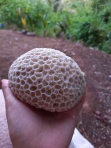 Karang Laut bentuk meteor / cristal stone aquascape aquarium