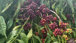 [XƯỞNG RANG] Cà phê rang xay nguyên chất CULI  Aro Bảo Khánh  1KG . Đắng Mạnh mẽ đậm đà - Cà phê TƯƠI Giá trực tiếp tại xưởng