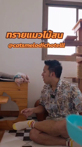 ทรายแมวไม้สน Cat Melody ทรายแมว พรีเมี่ยม organic แตกตัวเป็นผง เก็บกลิ่นได้ดี  ประหยัด ขนาด 10 ลิตร