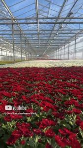 tanaman hias berbunga Krisan merah jumbo