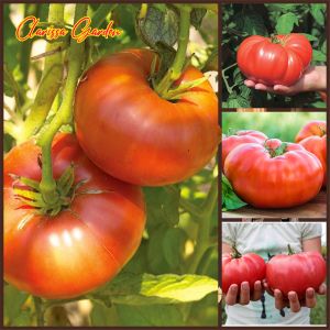 5 BUTIR BIJI/BENIH TOMAT JUMBO BRANDYWINE