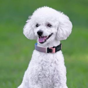 XPAWS Dog Collar Dual Adjustment Quick Buckle Tag D-Ring Sliding Metal Ring Heavy Duty Nylon