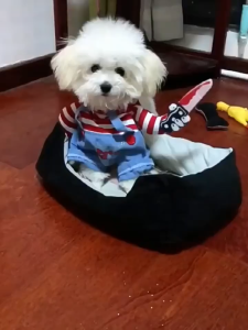 Pet Funny Clothes Dog Cosplay Costume Halloween Scary Cat Dog Festival Party Clothing Puppy Hoodie