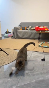 Cat Teaser Elastic Rod with Strong Suction /Cat Toy / Bird Toy / Feather / Mainan Kucing Sedutan/