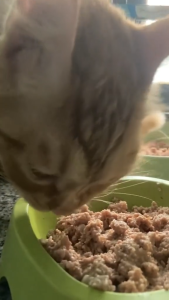 400g Morando Professional ADULT PATE WITH TUNA AND SALMON Cat Food Cats Wet Food