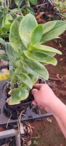 denro phượng hoàng hồng lá mít bông to cây sẳn chậu f12 đướng ngọn sắp hoa hoặc đang nụ tùy thời điểm khỏe mạnh cứng cáp