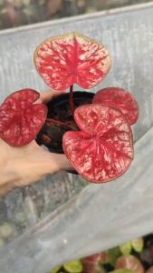 นางพริ้ว บอนสี บอนโบราณ Caladium