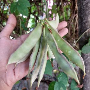 bataw marabilya binhi seeds pantanim gulay vegetable