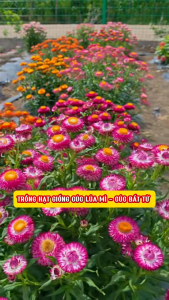Hạt giống hoa cúc bất tử nhiều màu CT427 - Gói 50 hạt