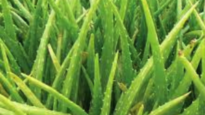 Fresh Aloe Vera Organic Plant Leaf – Live Plant Cutting for Propagation – Easy to Grow – Lyngvegen Store