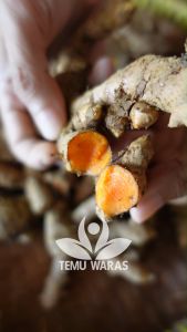 Kunyit Emprit 1kg / Kunir Organik Asli Gunung - Bahan Kunyit Asam