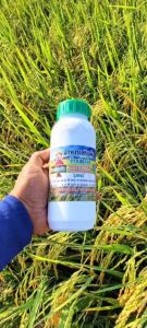 จ้าวเขียวจังอาหารเสริมพืช 12แถม3 ฉีดพ่นทางใบ บำรุงต้นข้าว