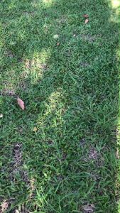 Lawn Mower รถตัดหญ้าเดินเข็นรุ่น2ล้อ ไม่ใช้น้ํามัน ไม่ใช้ไฟฟ้า ไม่สิ้นเปลืองพลังงาน เหมาะสําหรับหญ้าสั้นๆ2-5ซม.