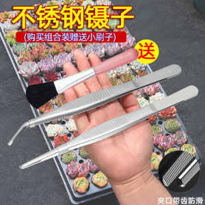Stainless Steel Tweezers Thickened Succulent Tweezers Flower Cultivation Tweezer Tool Feeding Tweezers Water Plants Handmade round Elbow Long