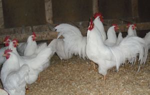 TELUR AYAM ARAB WHITE UNTUK DI TETASKAN