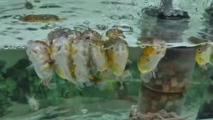 GOLD FISH - Calico Ranchu 3-4