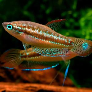 Sparkling Gourami/Ornamental fish/Freshwater/Readystock