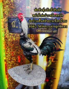 ไข่ไก่ชนพม่าม้าล่อรำงเมีองเหนือเจ้าสิบทิศ