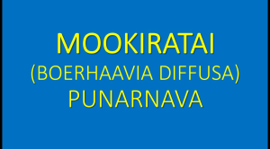 🌿 LIVE PLANT : MOOKIRATTAI (மூக்கிறட்டை) • BOERHAAVIA DIFFUSA • PUNARNAVA • RED SPIDERLING • SOTHAGHNI • SUGAR & FLUID BALANCER