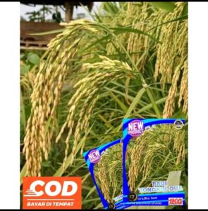Benih padi (T2) TONGKOL UNGGUL KEMASAN 1KG