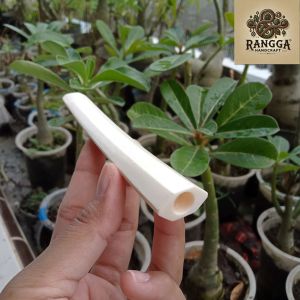 klokotan once pipa tulang sapi model segi 6 A37