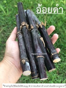 อ้อยแดง อ้อยดำ รักษาโรค 100% ของแท้ บำรุงไต รักษาโรค ชุ่มชื้น ผู้ชาย, โรคไต ไตวาย, ขับปัสสวะ อ้อยรักษาโรค