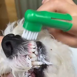 Odol Pasta Gigi Toothpaste Sikat Gigi Untuk Anjing Kucing Perawatan Gigi