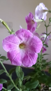 Benih PETUNIA PURPLE (isi-7) Biji Bibit Bunga