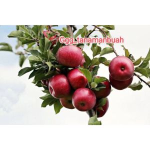 Bibit Apel Merah Fuji Cangkok Cepat Berbuah
