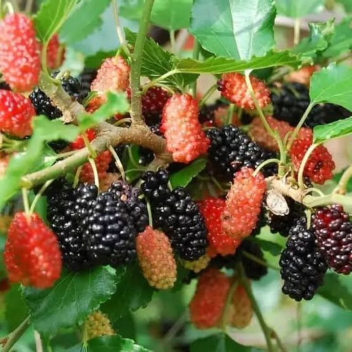 Bibit Tanaman Buah Murbei Atau Buah Murbai