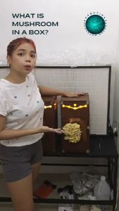 Mushroom Kit (Hardwood Box with Mushroom Fruiting Bag inside) with Lights - Small