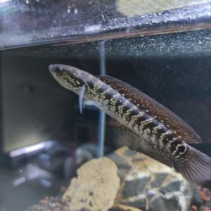 CHANNA ASIATICA WHITE SPOT 7+ INCI