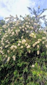 แปรงล้างขวดขาว กระถาง 11 นิ้ว ต้นสวยและแข็งแรง (กทม)