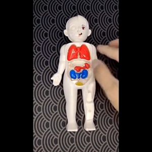 Endukids โมเดลกายวิภาคศาสตร์ กายวิภาคศาสตร์ DIY ของเล่นเสริมการเรียนรู้ สําหรับเด็ก 14 ชิ้น