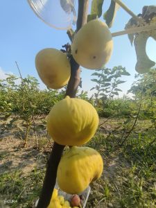 berbuah real | bibit cangkok buah tin jaminan bawa buah