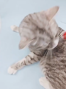 Đồ chơi cần câu Mèo gắn chuột sắc màu (mẫu mới) - Love Pets Shop