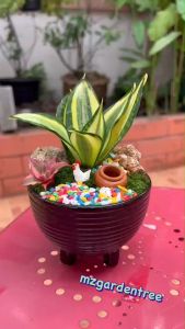 🐲 สวนถาดลิ้นมังกรแคระ 🐲 **ต้นไม้คัดฟอร์มสวยทุกต้น