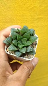 4 ต้นไม้อวบน้ำ ฮาโวเทีย อีเมลเย Haworthia emelyae (เป็นตัวแทนของส่วนหนึ่ง สุด ๆ ของ ต้นไม้อวบน้ำ)