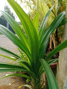 Daun pandan wangi segar