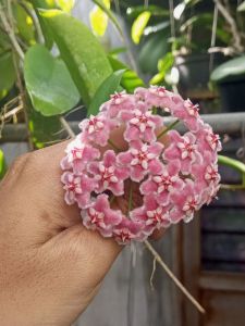 Combo Cutting cành gồm 20 loại cẩm cù khác nhau